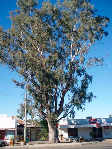 Eucalyptus microtheca – дерево Лейххардт, г. Тарум, Квинсленд (Австралия)