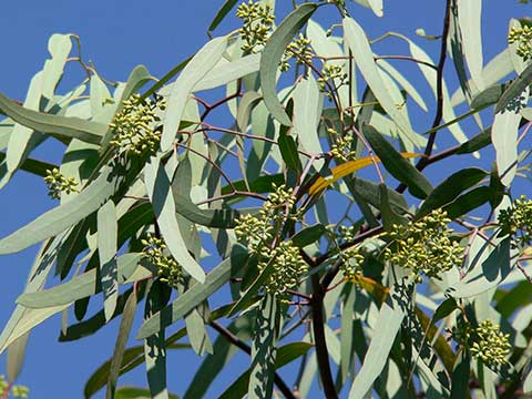Eucalyptus microtheca – листва и цветочные почки в саду Заповедник Спрингс в Лас-Вегасе, штат Невада (США)