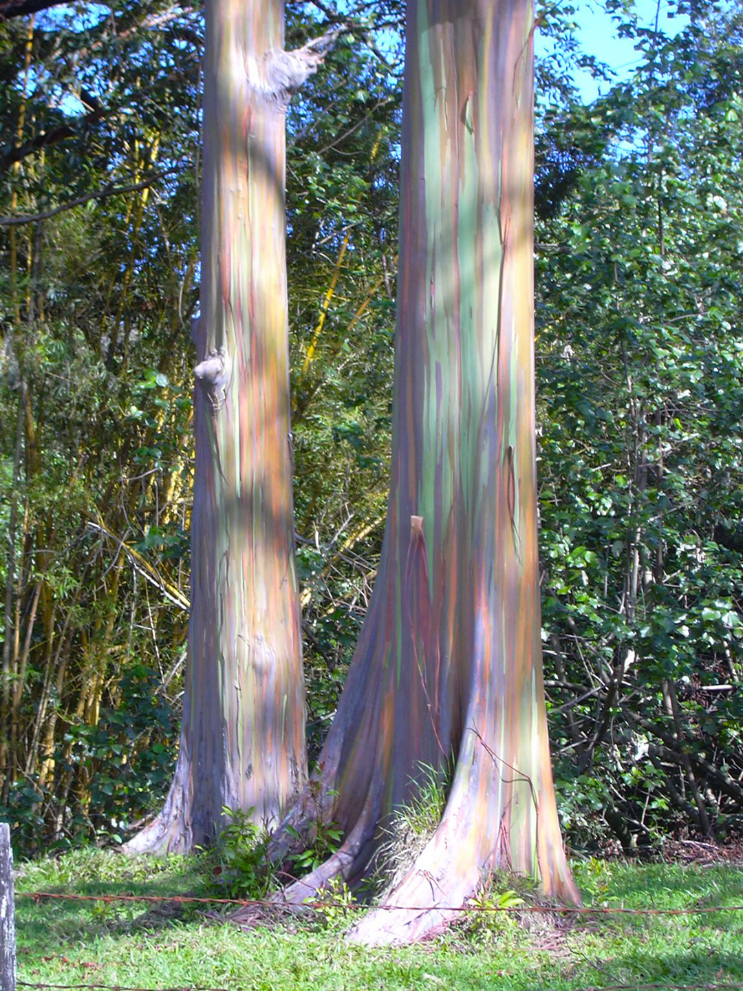 Эвкалипт радужный – дерево и древесина – Eucalyptus deglupta
