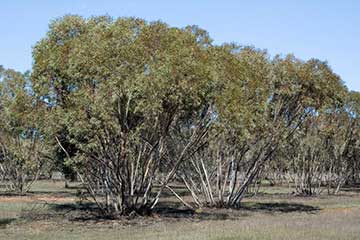 Eucalyptus dumosa в природном заповеднике Номбинни, Новый Южный Уэльс (Австралия)