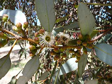Eucalyptus dumosa – черешковые листья, цветочные почки (бутоны) и соцветия с открытыми цветками