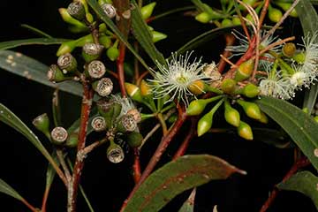 Eucalyptus viridis – цветочные бутоны, цветки и плоды. В Тоттенхемском государственном лесу, Новый Южный Уэльс
