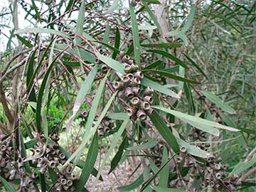 Eucalyptus viridis в Королевском Ботаническом Саду Крэнборн, Виктория (Австралия)