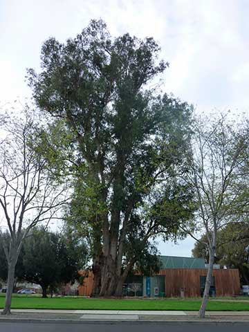 Большой эвкалипт шаровидный в Плезантоне (Калифорния): 46,5 м в высоту и 10,5 м в окружности