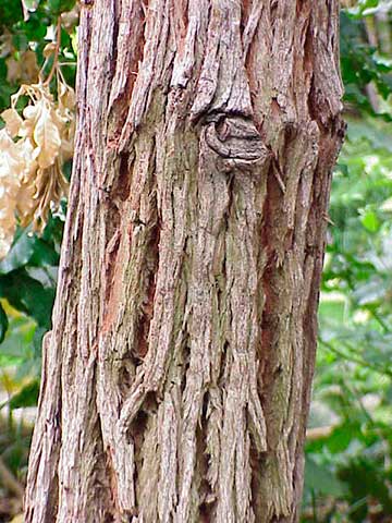 Эвкалипт шаровидный (Eucalyptus globulus) – ствол взрослого дерева
