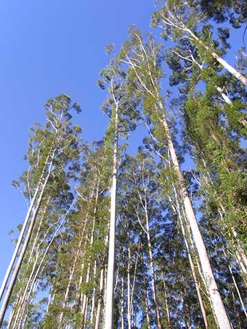 Эвкалипт большой (Eucalyptus grandis) около Государственного леса Керевонг (Новый Южный Уэльс, Австралия)