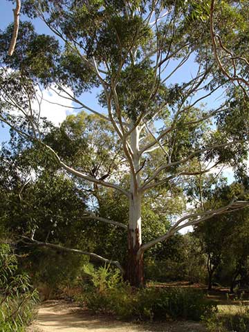 Культивируемое дерево в садах Мараноа (Мельбурн, Австралия)