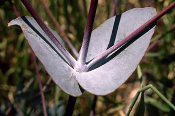 Восковые листья Eucalyptus leucoxylon subsp. pruinosa