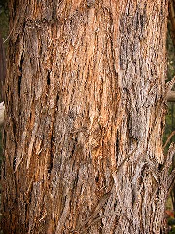 Эвкалипт мёдопахнущий (Eucalyptus melliodora)