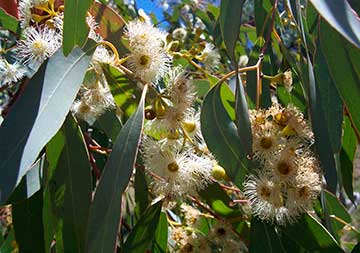 Эвкалипт мёдопахнущий (Eucalyptus melliodora)