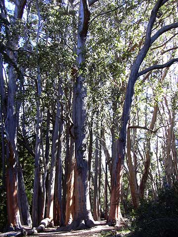 Эвкалипт косой (Eucalyptus obliqua) – общий вид растения. Мауи (Гавайи)