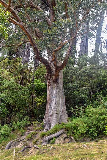 Эвкалипт косой (Eucalyptus obliqua) в Веллингтонском ботаническом саду (Северный остров Новой Зеландии)