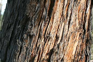 Эвкалипт косой (Eucalyptus obliqua) – кора в нижней части ствола