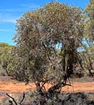 Эвкалипт общественный – дерево в Хатта-Кулькинском Национальном парке. Виктория (Австралия)