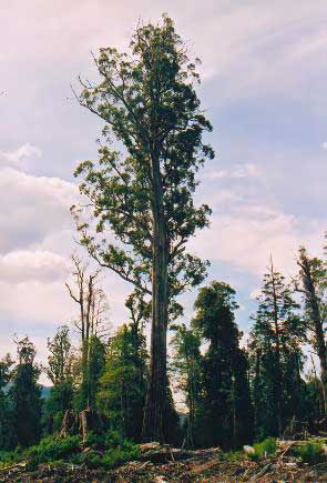 Эвкалипт царственный (Eucalyptus regnans). Эль-Гранде в долине Стикс на о. Тасмания