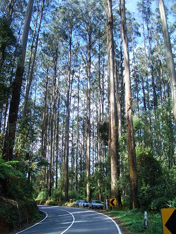 Эвкалипт царственный (Eucalyptus regnans) в штате Виктория (Австралия)