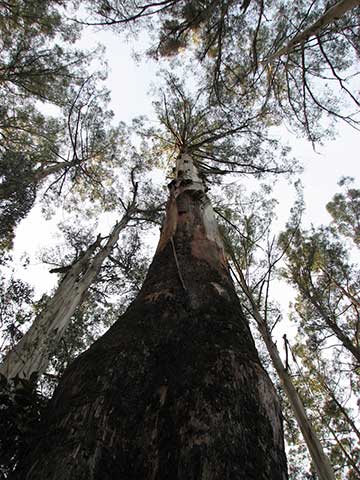Эвкалипт царственный (Eucalyptus regnans) - Шербрукский лес