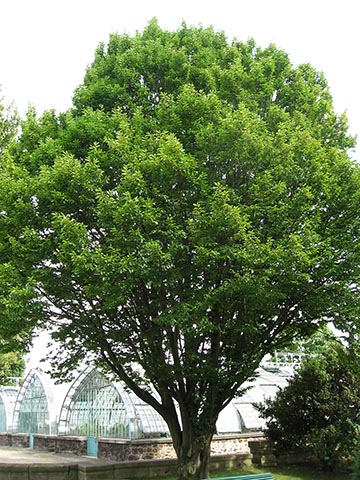 Граб обыкновенный (Carpinus betulus) – типовой вид рода