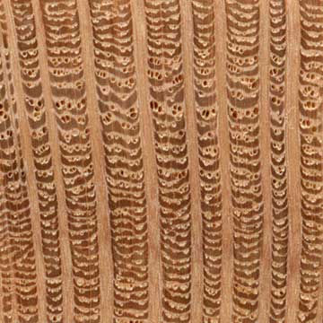 Южный шелковистый дуб (Grevillea robusta) – торец доски – волокна древесины