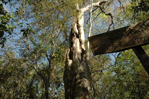 Libidibia paraguariensis ( Caesalpinia paraguariensis)
