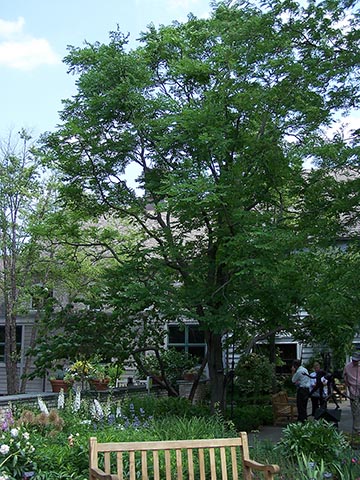 Дерево Gymnocladus dioicus в ландшафтном дендрарии Миннесоты