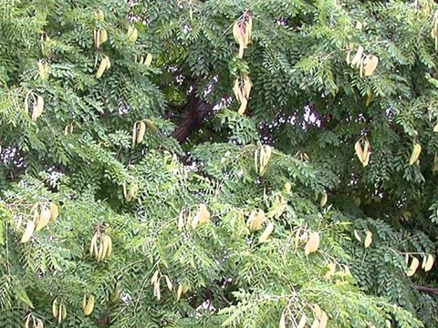 Кентуккийское кофейное дерево в период созревания плодов