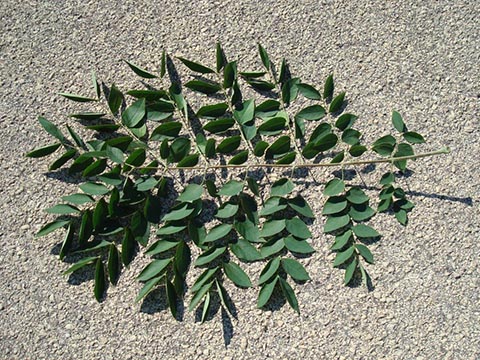 Дважды перистые листья gymnocladus dioicus