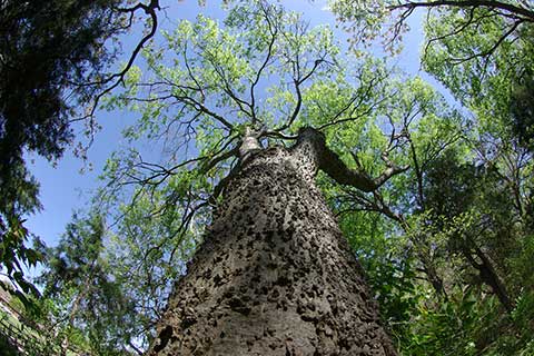 Celtis laevigata. Дерево в Кроули-парке, Ричардсон, Техас