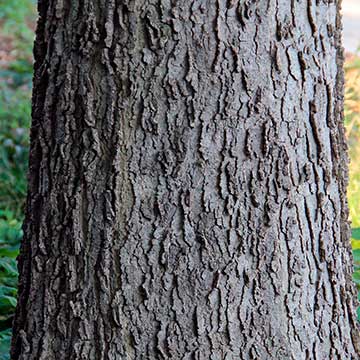 Celtis occidentalis. Кора того же дерева в кампусе Чикагского университета