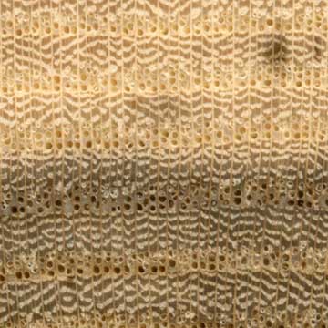 Хэкберри (Celtis occidentalis) – торец доски – волокна древесины