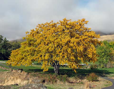Дерево осенью высотой около 4-х м, посаженное на территории музея Мэрихилла (шт. Вашингтон, США)