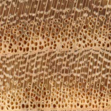 Медоносная акация (Gleditsia triacanthos) – торец доски – волокна древесины, увел. 10х