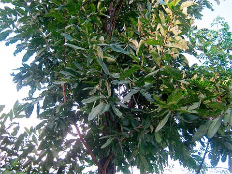 Terminalia elliptica в долине Панчхал (Непал)