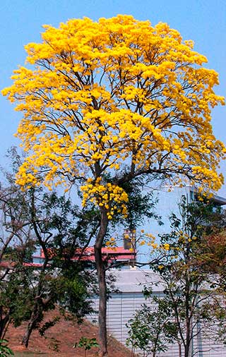 Handroanthus guayacan - цветущее дерево