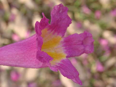 Handroanthus-impetiginosus - Цветок