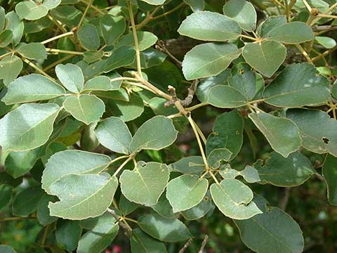 Handroanthus serratifolius - листья