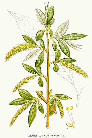 Ботаническая иллюстрация Salix fragilis