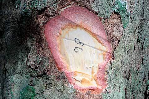 Ствол с разрезом: показана внутренняя кора и древесина