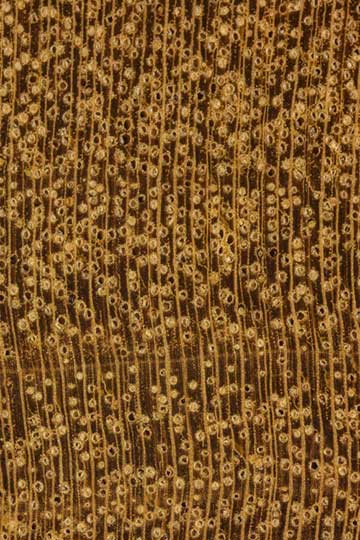 Изомбе (Testulea gabonensis) – торец доски – волокна древесины, увел. 10х