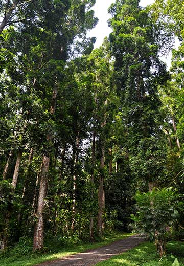 Agathis dammara – лесной массив в Сукабуми, Запад о. Ява