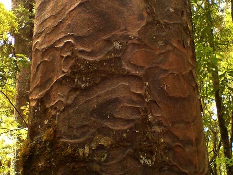 Кора дерева каури, о. Северный, Новая Зеландия