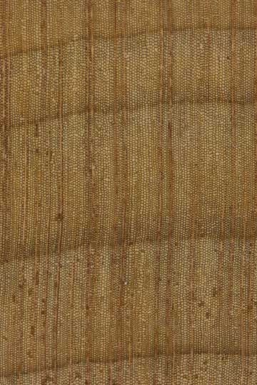 Новозеландское каури (Agathis australis) – торец доски – волокна древесины