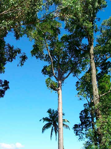 Agathis macrophylla – деревья, растущие на о. Тонгатапу (Тонга, Полинезия)