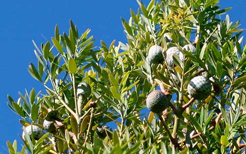 Agathis macrophylla – созревающие женские шишки на молодом дереве в Окленде (Новая Зеландия)