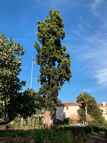 Квинслендское каури (Agathis robusta) в розарии библиотеки Хантингтона в Сан-Марино (Калифорния, США). Одно из самых высоких деревьев в Калифорнии. Посажено в 1890 году