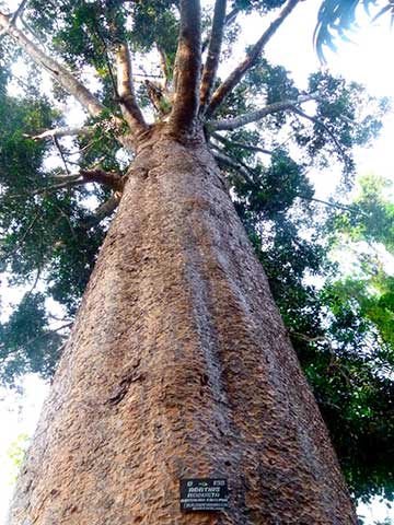 Квинслендское каури (Agathis robusta). Вид на крону дерева снизу вверх