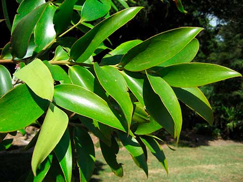 Квинслендское каури (Agathis robusta) – листва