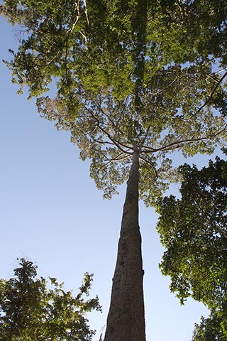 Dipterocarpus alatus в Камбодже