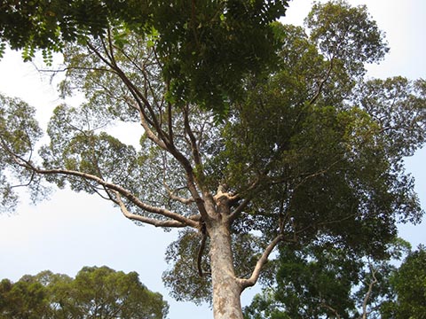 Dipterocarpus costatus.  Ботанический сад королевы Сирикит