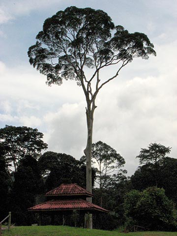 Дерево Dipterocarpus в заповедной зоне долины Данум, о. Борнео